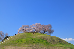 今年の桜は　５