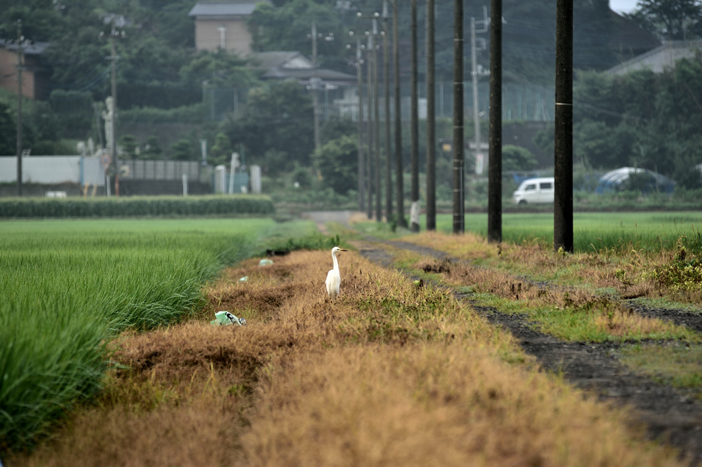 サギの道