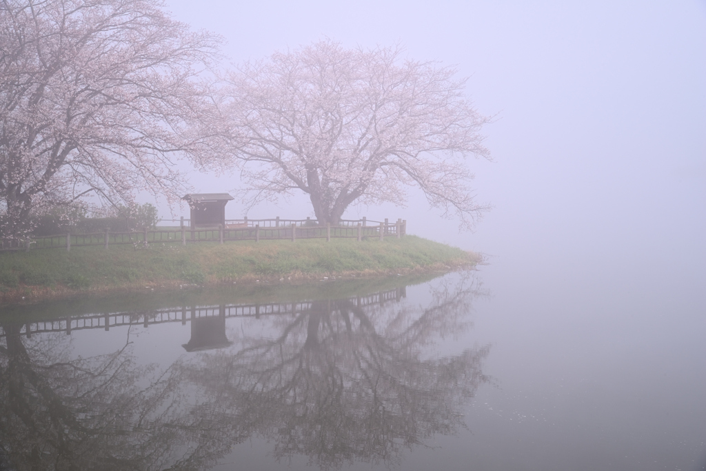 薄桜