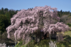 花巡り　其の参