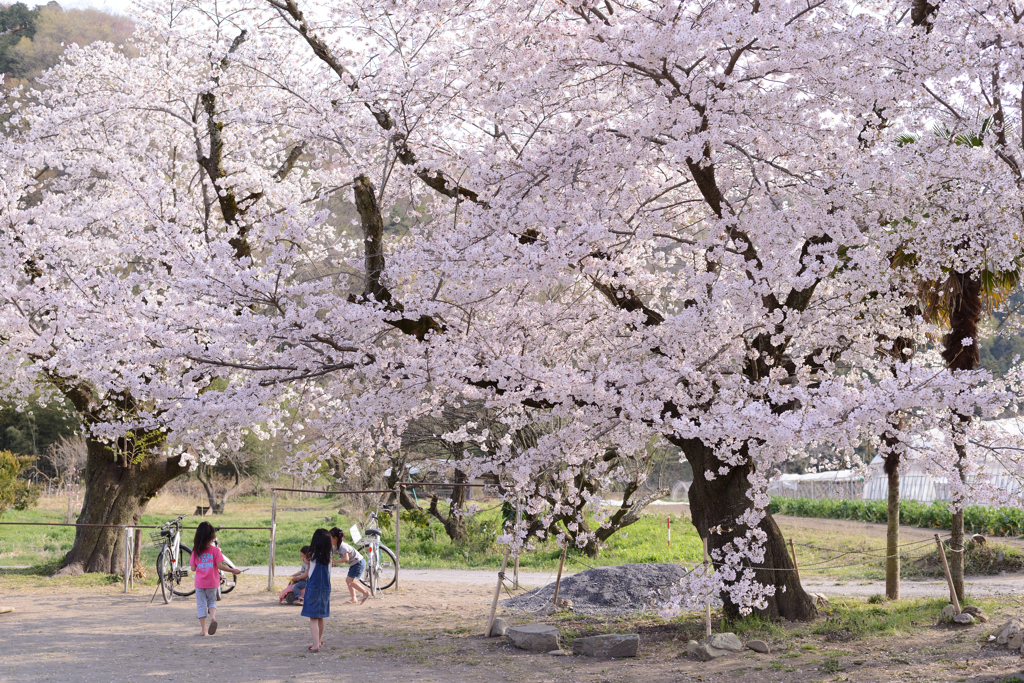 今年の桜は　１