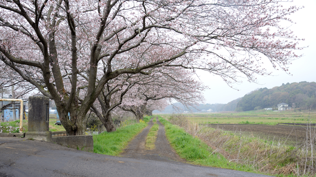 花巡り　其の十三