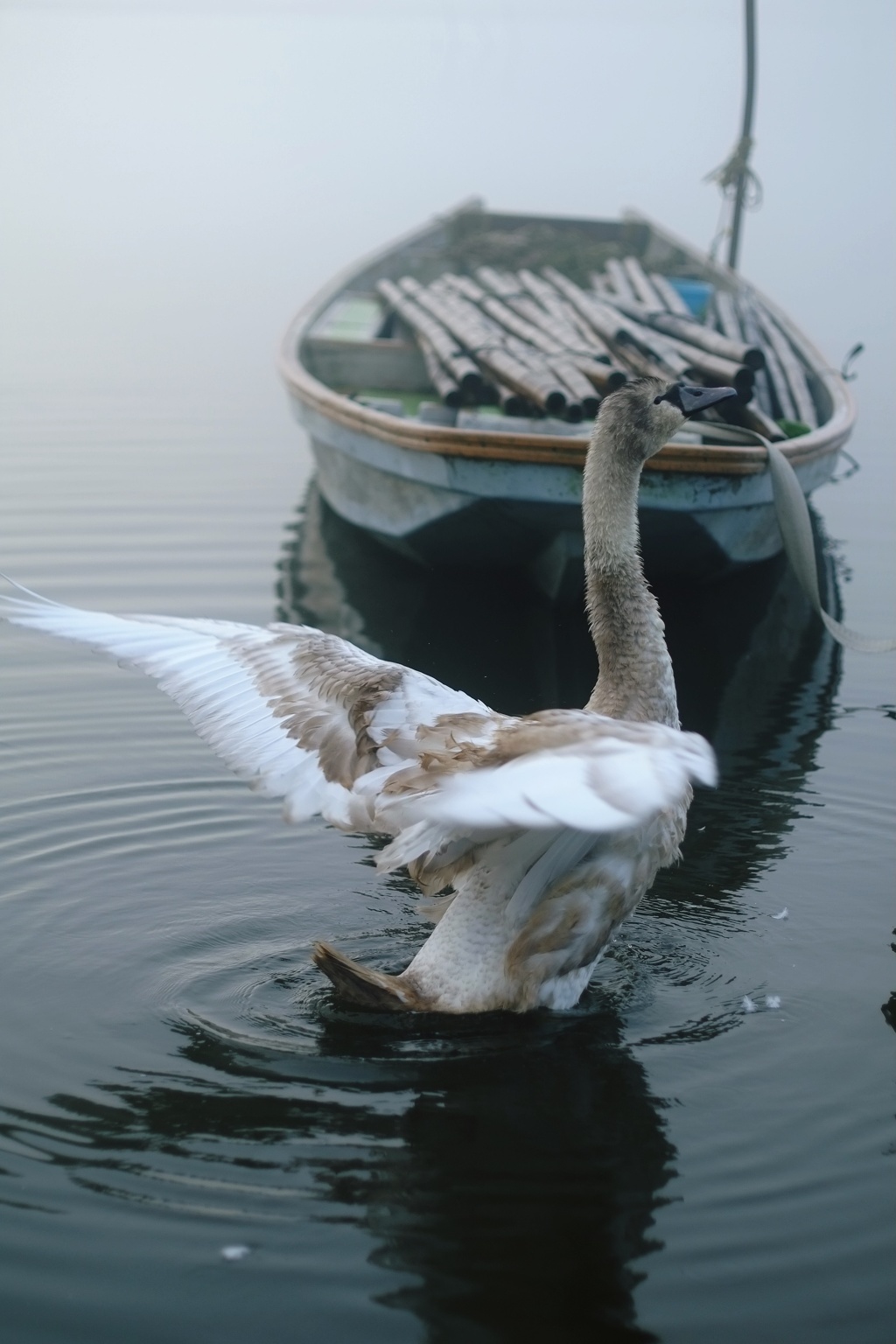 白鳥と舟　　参