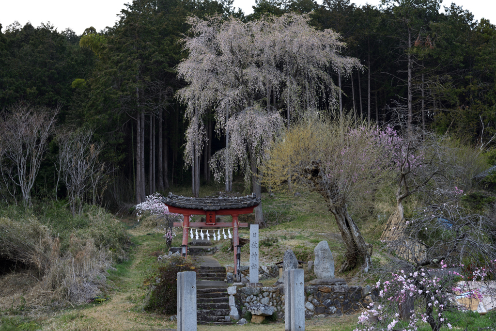 今年の桜は　７