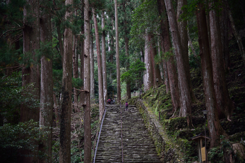 巨木の路　熊野風土記