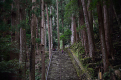 巨木の路　熊野風土記