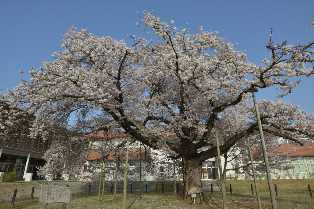 瑞桜（ずいおう）