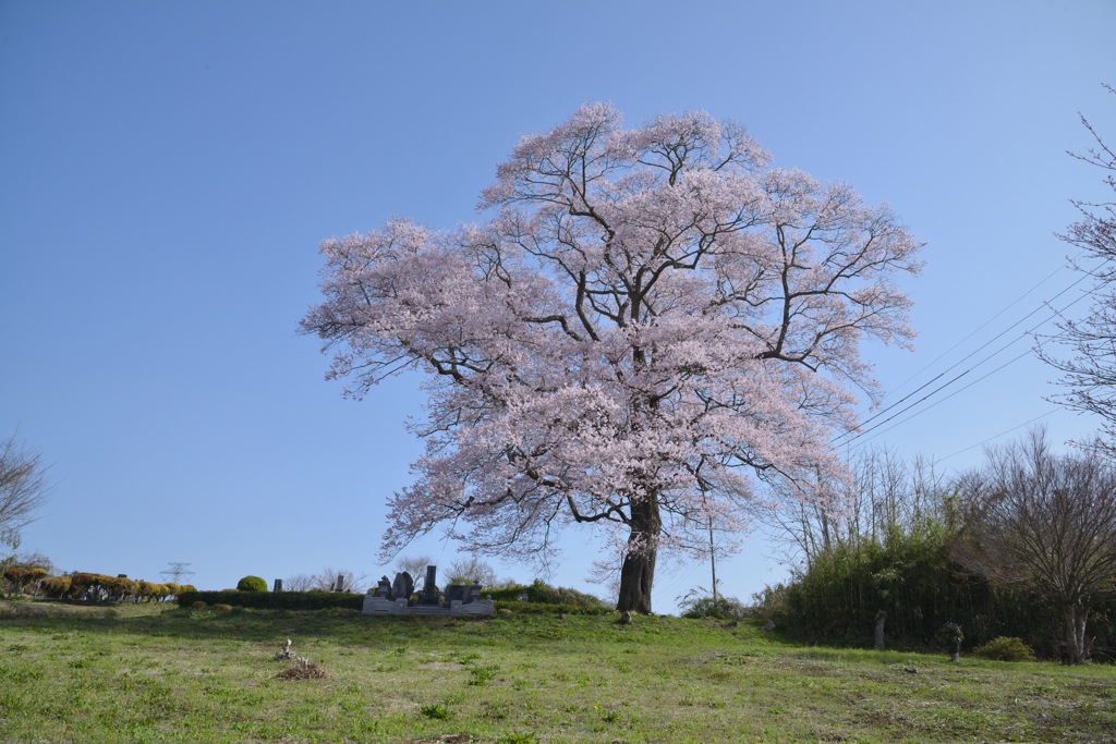 墓守桜