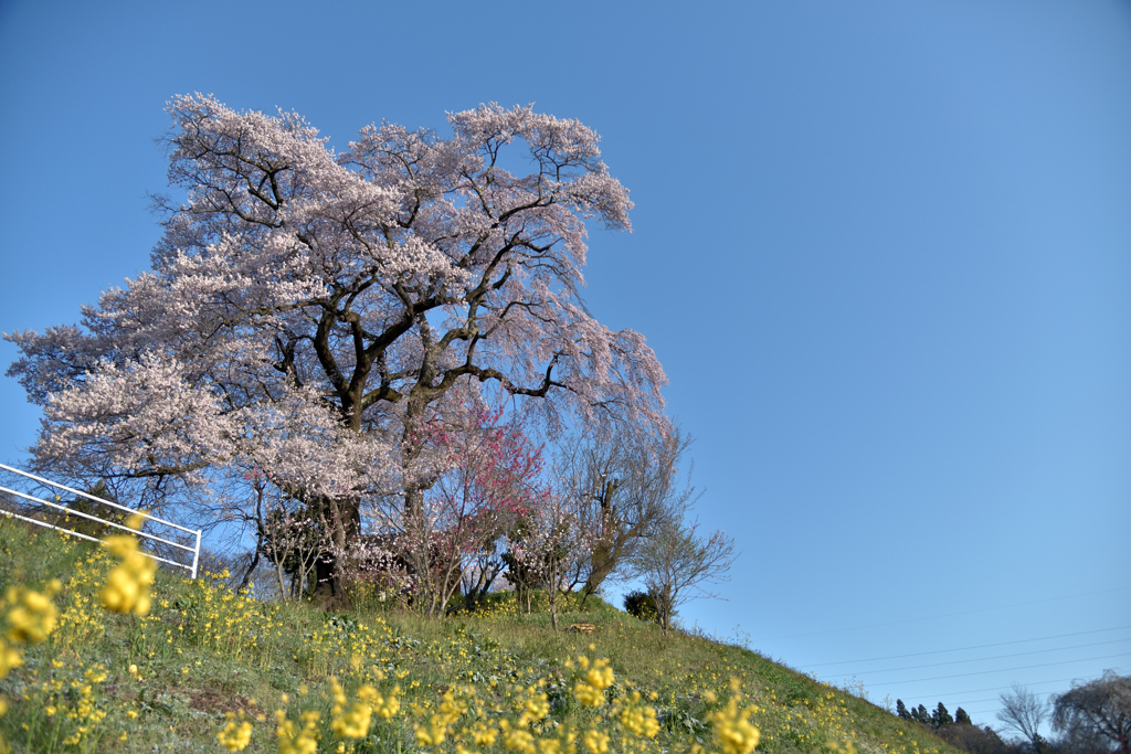 花巡り　其の四