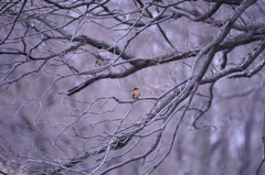 冬枯れ枝に華　翡翠