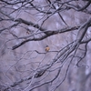 冬枯れ枝に華　翡翠