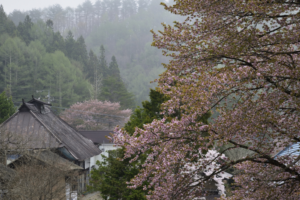 上州の国で花巡り　参