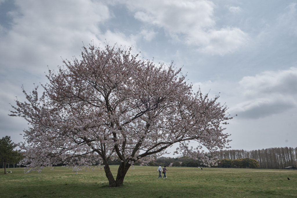 春空　Ⅱ