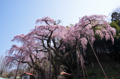 花巡り　其の九