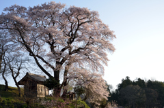 花巡り　其の五