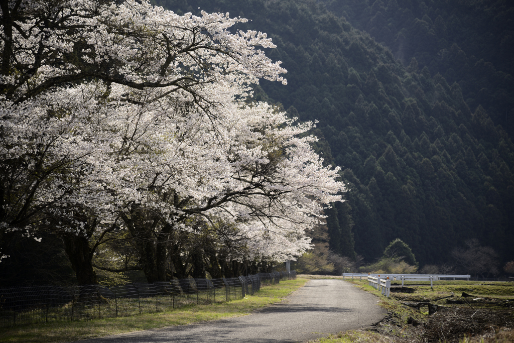 下野の国　花巡り　弐