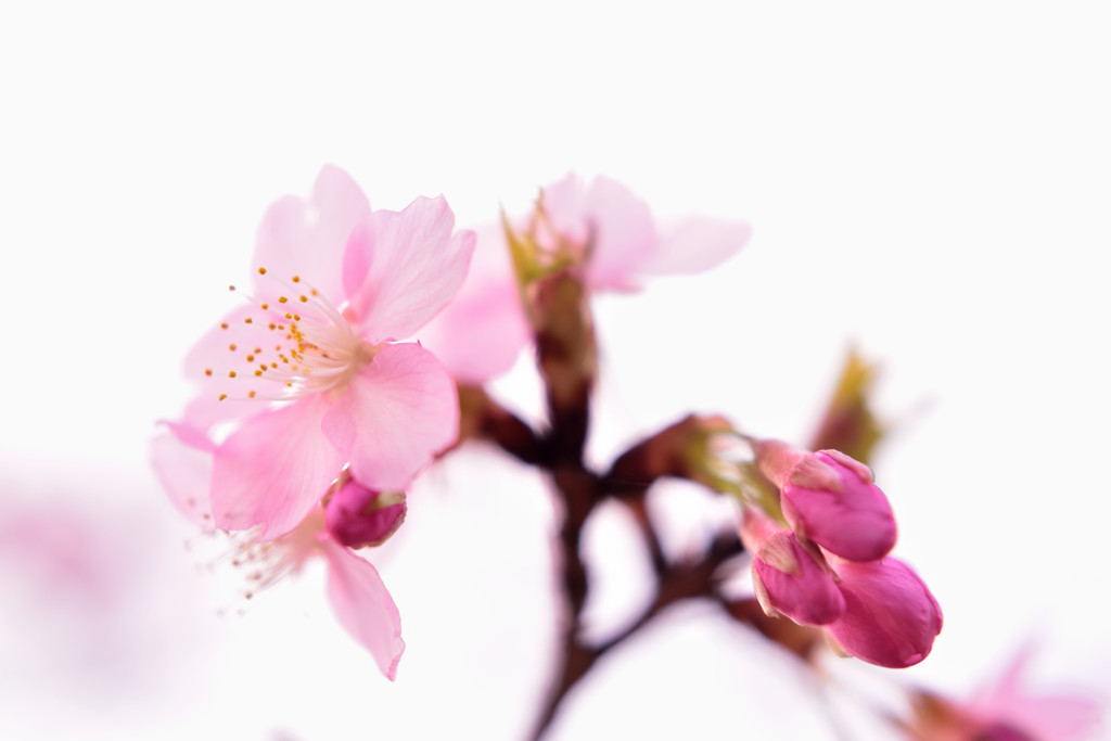 無垢　sakura　　参