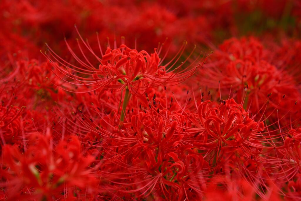 紅蓮のように