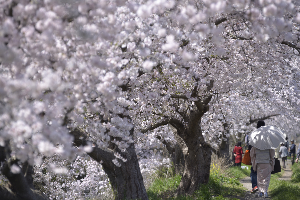 想い出桜　Ⅴ