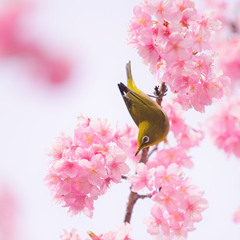 春めく