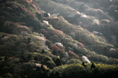 春の里山