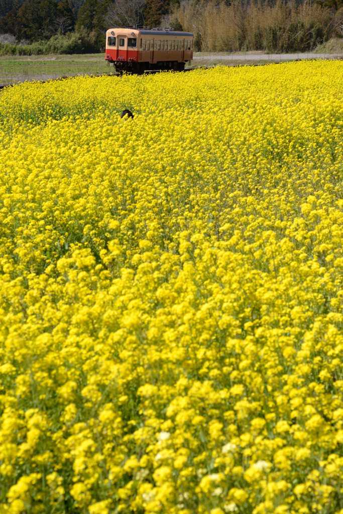 ほぼ菜の花・・・