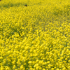 ほぼ菜の花・・・