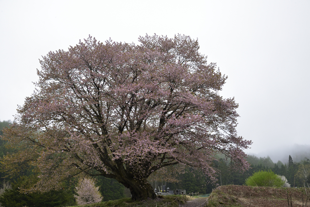 上州の国で花巡り　四