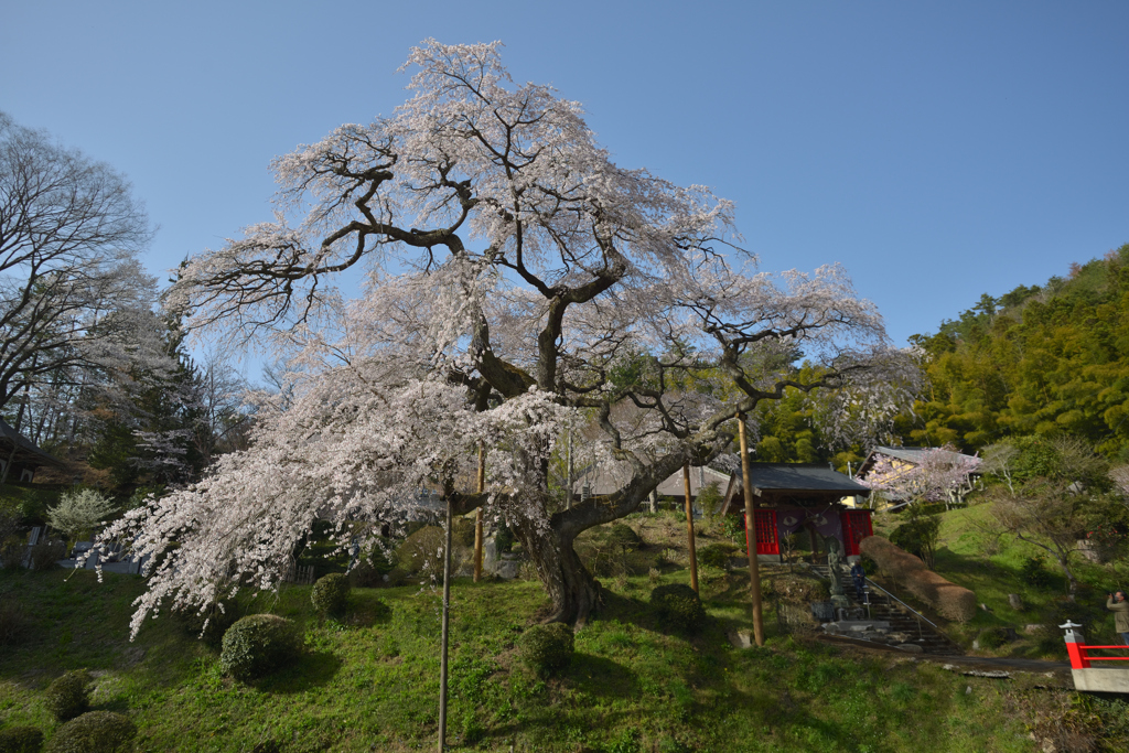 泉福寺のしだれ桜