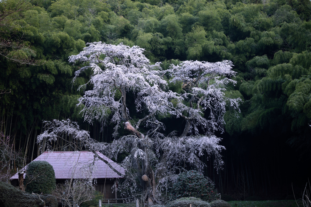 花巡り　其の十二