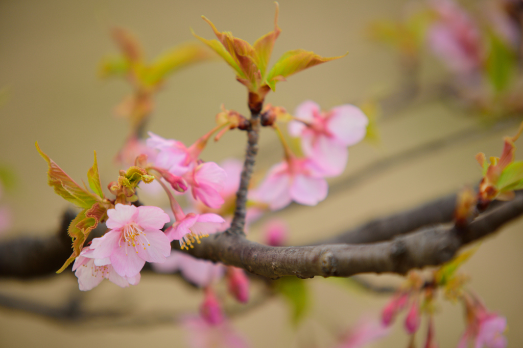 sakura