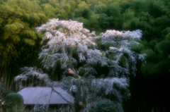 花巡り　其の七