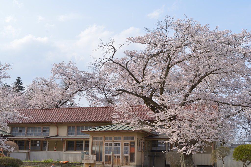 今年の桜は　９