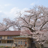 今年の桜は　９