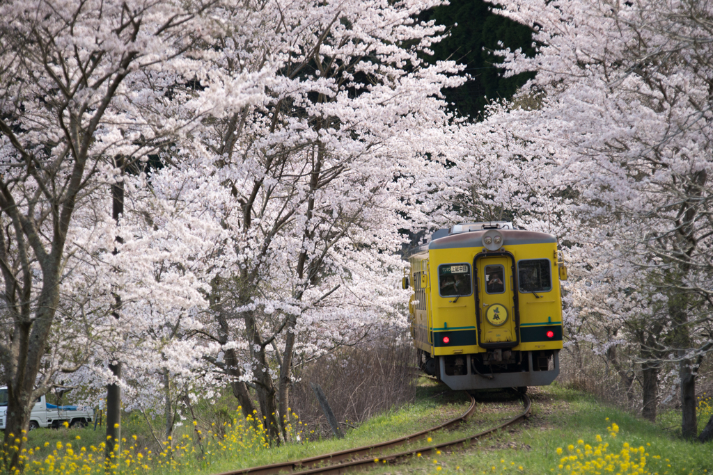 想い出桜　Ⅵ