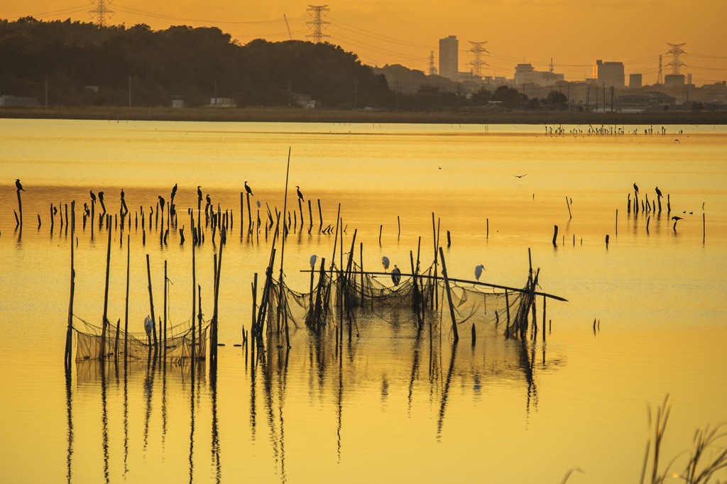 手賀沼　水鳥の楽園