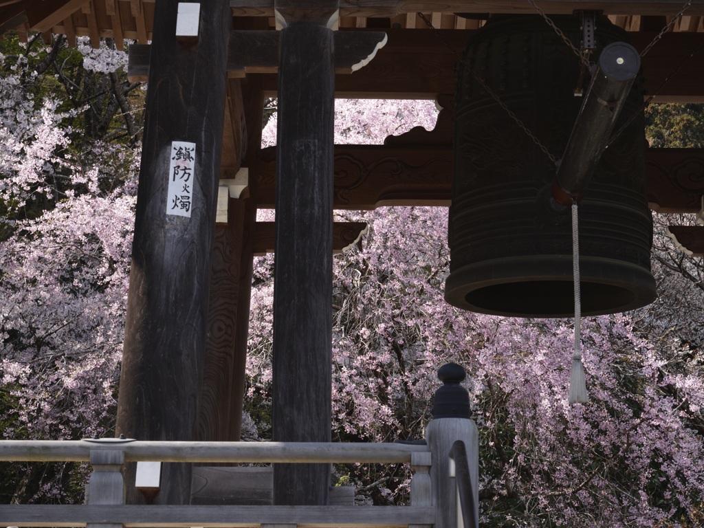 下野の国　花巡り　参