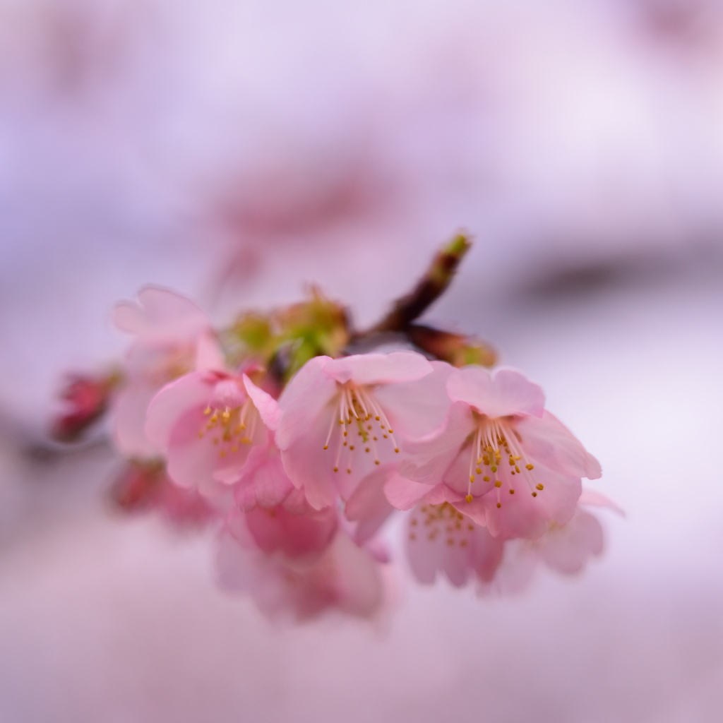 無垢　sakura