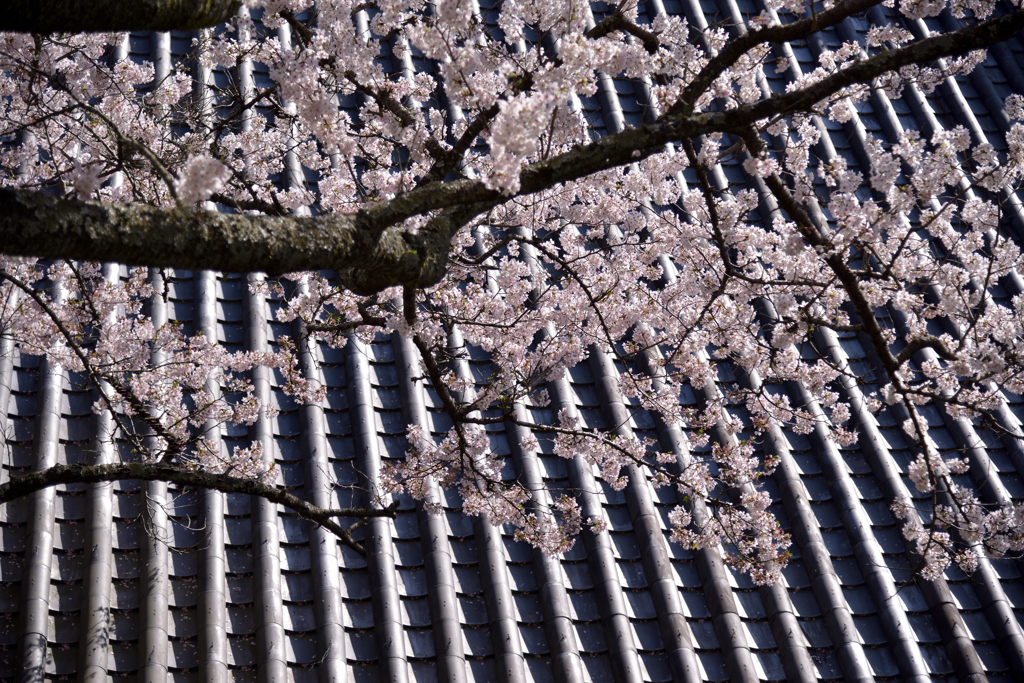 桜色