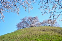 今年の桜は　３