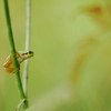 雨蛙