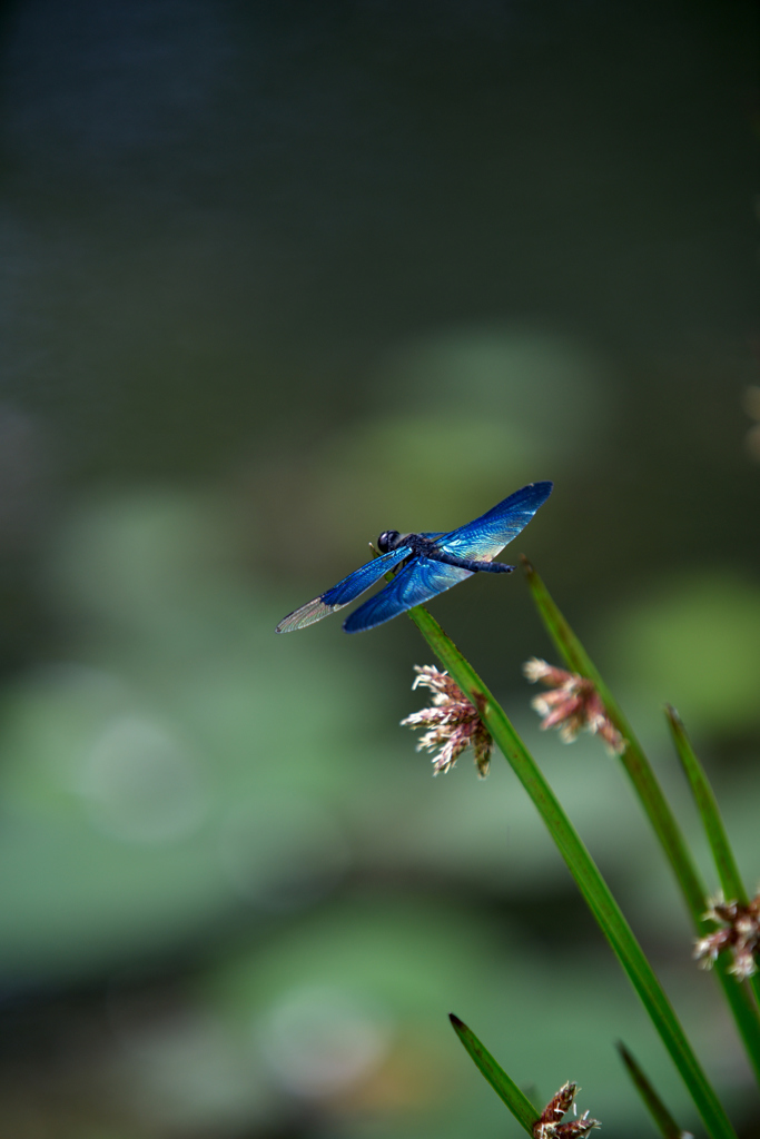 夏の知らせ　　蜻蛉