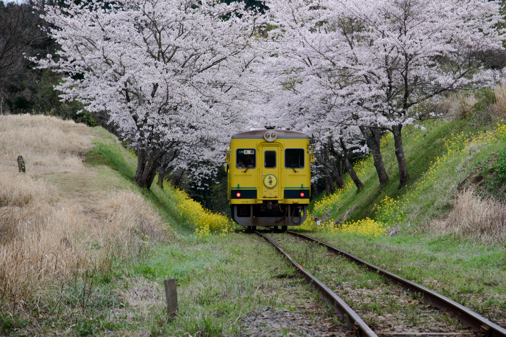 想い出桜　Ⅷ