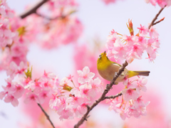 春来たる