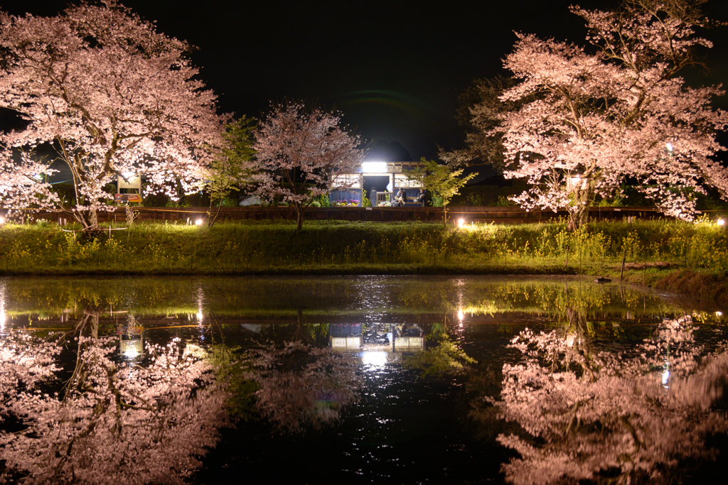 想い出桜　Ⅸ