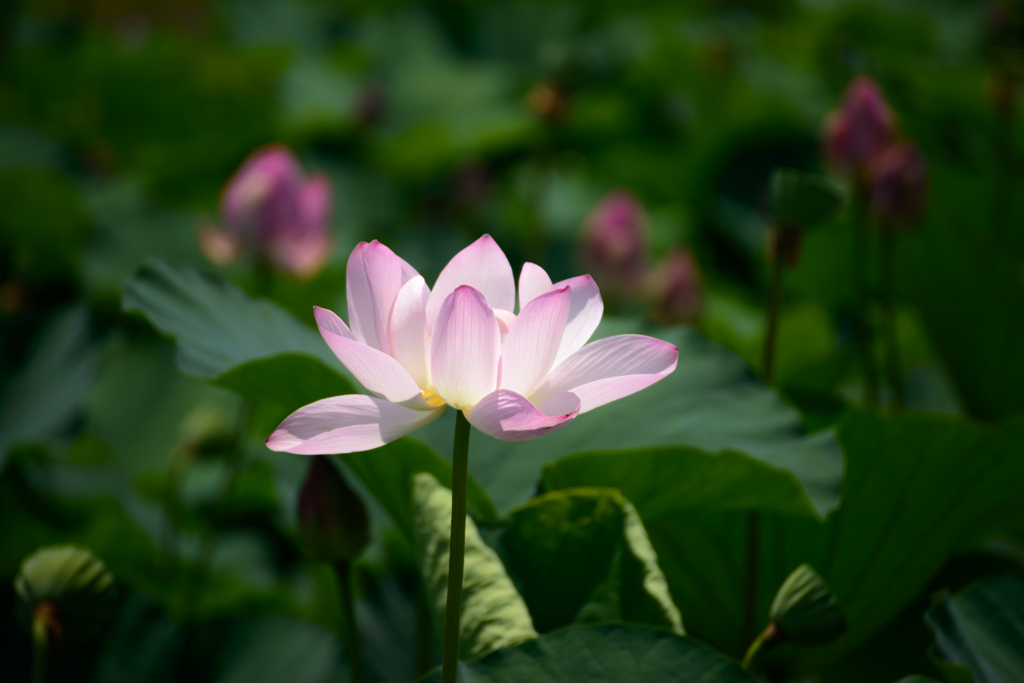 蓮花