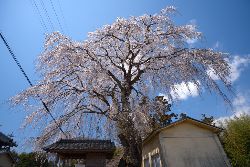 今年の桜は　８