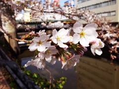 水道橋の桜。