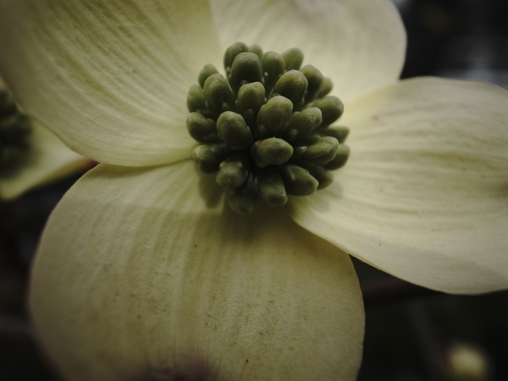 なんの花なんだろう？