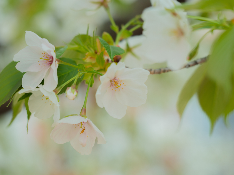 Day dream of sakura